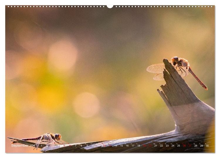 Produktbild: Naturwunder Libellen (Wandkalender 2026 DIN A2 quer), CALVENDO Monatskalender