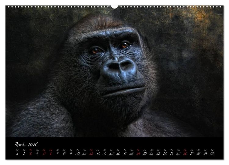 Produktbild: Gorilla (Wandkalender 2026 DIN A2 quer), CALVENDO Monatskalender