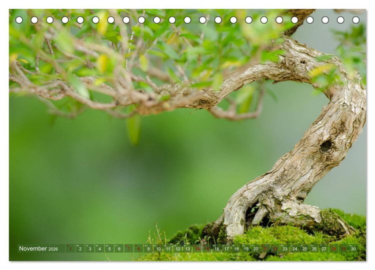 Produktbild: Bonsai ganz nah (Tischkalender 2026 DIN A5 quer), CALVENDO Monatskalender