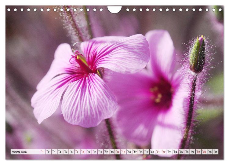 Produktbild: Plaisir des fleurs (Calendrier mural 2026 DIN A4 vertical), CALVENDO calendrier mensuel