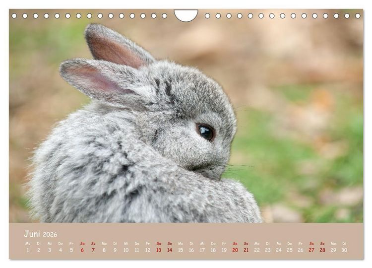 Produktbild: Flauschige Fellkn&auml;uel (Wandkalender 2026 DIN A4 quer), CALVENDO Monatskalender