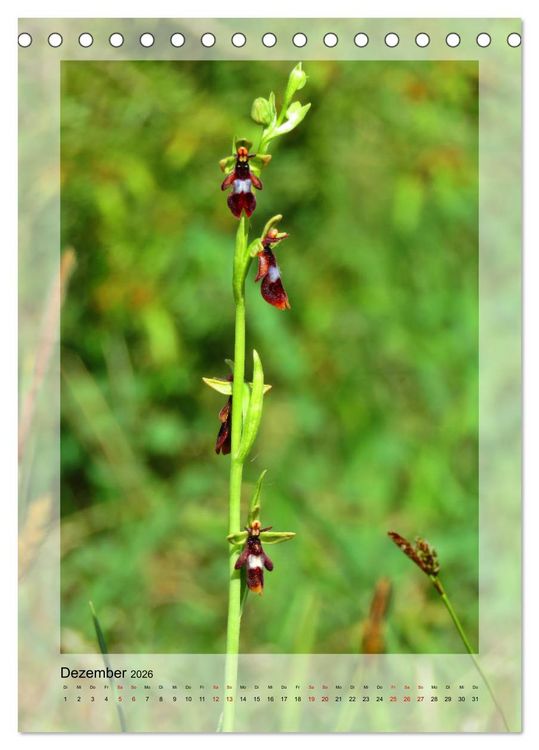 Produktbild: Deutschlands wilde Orchideen (Tischkalender 2026 DIN A5 hoch), CALVENDO Monatskalender