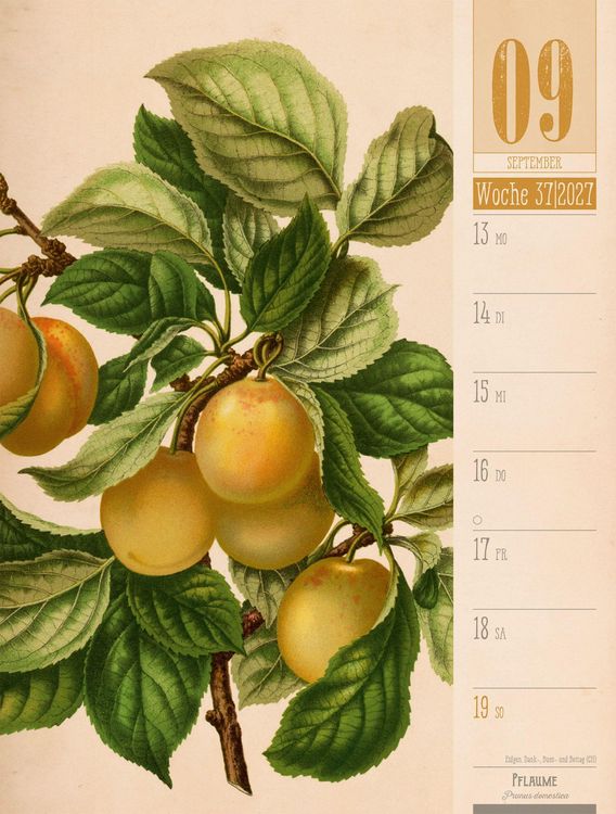 Produktbild: Culinarium Wochenplaner Kalender 2027 | K&uuml;che, Kr&auml;uter, Kurioses