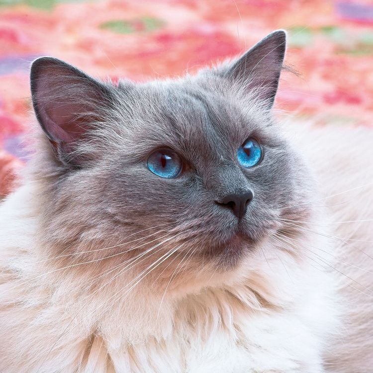 Produktbild: Cool Cats 2027