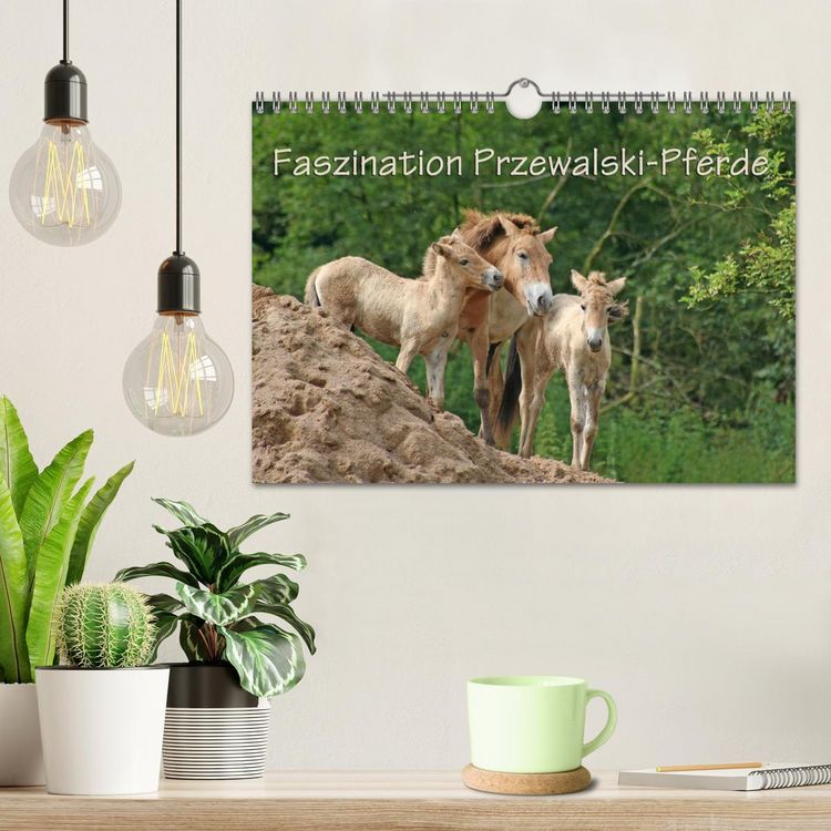 Produktbild: Faszination Przewalski-Pferde (Wandkalender 2026 DIN A4 quer), CALVENDO Monatskalender