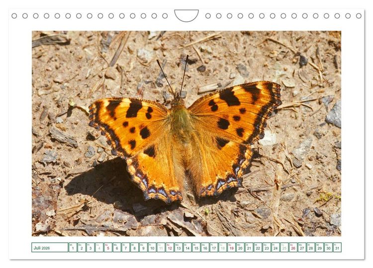Produktbild: Schmetterlinge: zart und bunt (Wandkalender 2026 DIN A4 quer), CALVENDO Monatskalender