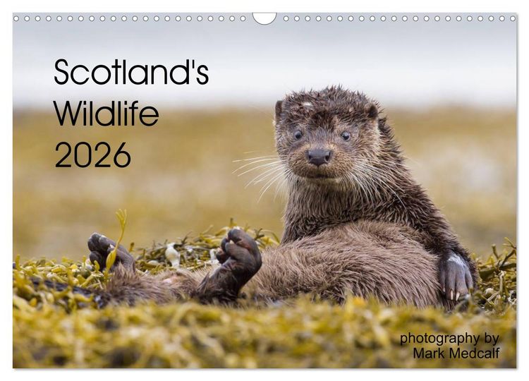 Produktbild: Scotland's Wildlife 2026 (Wall Calendar 2026 DIN A3 landscape), CALVENDO 12 Month Wall Calendar