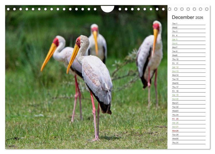 Produktbild: Kenya - its Wildlife (Wall Calendar 2026 DIN A4 landscape), CALVENDO 12 Month Wall Calendar