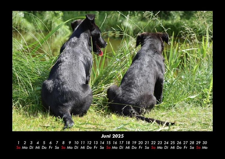 Produktbild: Hundezauber 2025 Fotokalender DIN A3
