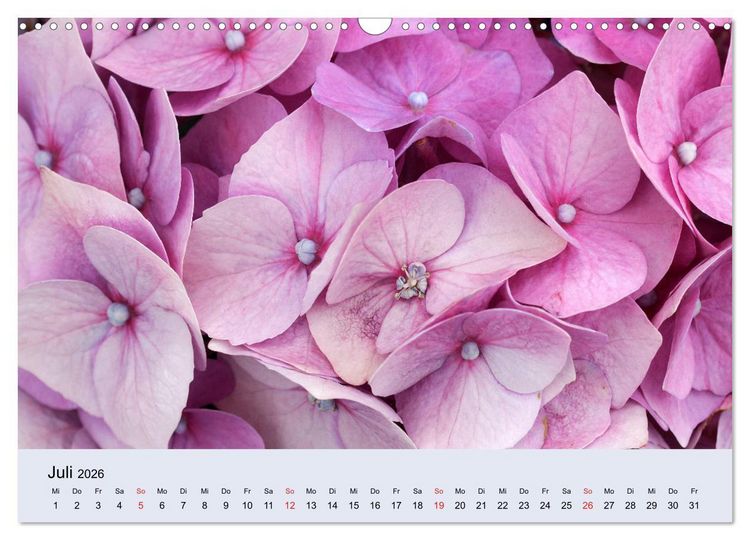 Produktbild: Hortensien Bl&uuml;hen und Vergehen (Wandkalender 2026 DIN A3 quer), CALVENDO Monatskalender