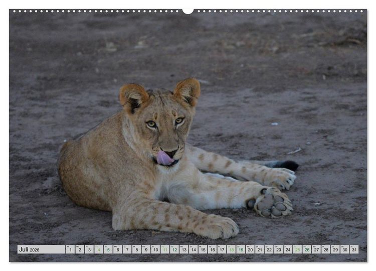 Produktbild: L&ouml;wen. Die K&ouml;nige Afrikas (Wandkalender 2026 DIN A2 quer), CALVENDO Monatskalender