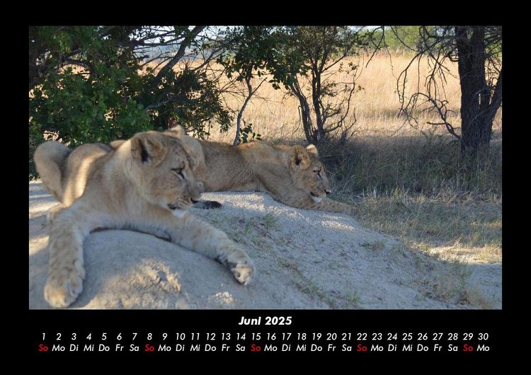 Produktbild: L&ouml;wen in der Wildnis 2025 Fotokalender DIN A3