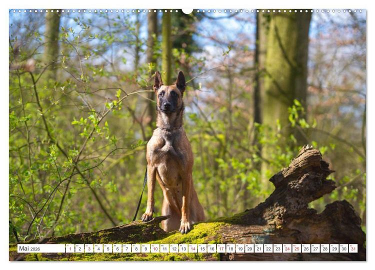 Produktbild: Malinois - belgischer Sch&auml;ferhund (hochwertiger Premium Wandkalender 2026 DIN A2 quer), Kunstdruck in Hochglanz