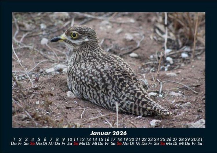 Produktbild: Vogelparadies 2026 Fotokalender DIN A5