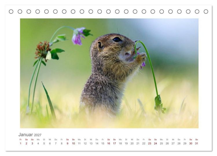 Produktbild: Lustige Zieselbabys (Tischkalender 2027 DIN A5 quer), CALVENDO Monatskalender