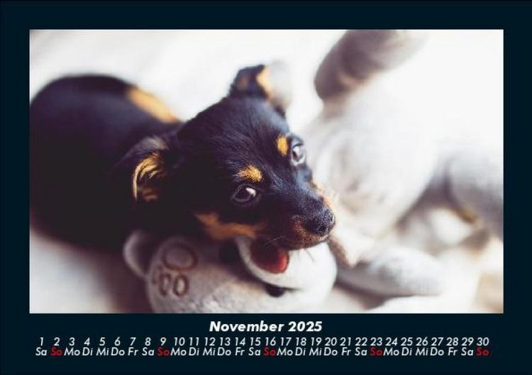 Produktbild: Welpen 2025 Fotokalender DIN A5