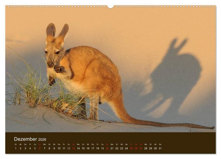 Produktbild: Beuteltiere Australiens (hochwertiger Premium Wandkalender 2026 DIN A2 quer), Kunstdruck in Hochglanz