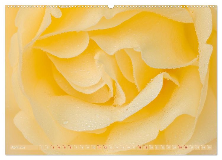 Produktbild: Rosen im Morgentau (Wandkalender 2026 DIN A2 quer), CALVENDO Monatskalender