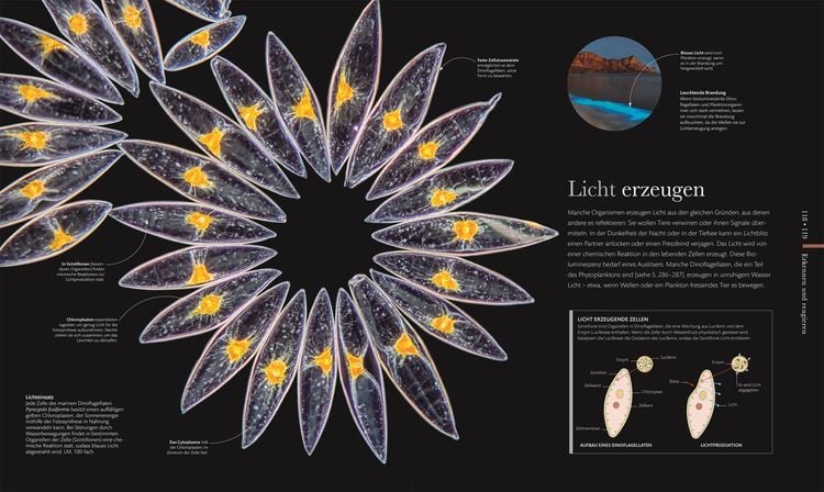 Produktbild: Mikrokosmos - Wunderwelt der kleinsten Lebewesen