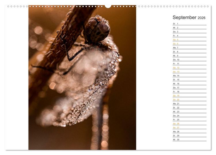 Produktbild: Kleine Wunder vor der Haust&uuml;r (hochwertiger Premium Wandkalender 2026 DIN A2 quer), Kunstdruck in Hochglanz