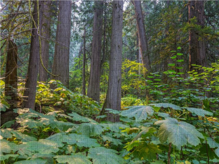 Produktbild: CALVENDO Puzzle Riesenzedernwald im Westen Kanadas 1000 Teile Lege-Gr&ouml;&szlig;e 64 x 48 cm Foto-Puzzle Bild von N N