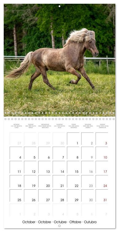 Produktbild: Charming Icelandic Horses (Wall Calendar 2027 12 &times; 12 Inch) CALVENDO 12 Month Wall Calendar