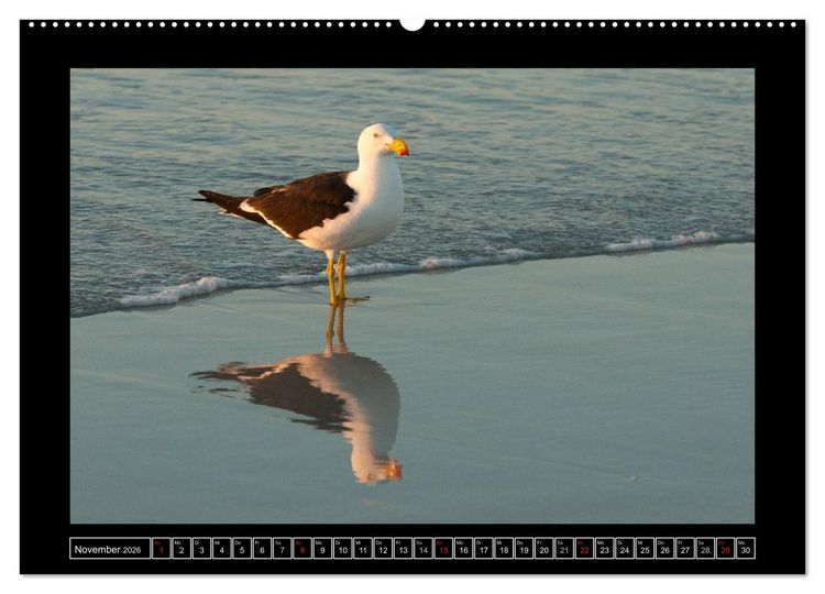 Produktbild: V&ouml;gel von "Down Under" Australien (hochwertiger Premium Wandkalender 2026 DIN A2 quer), Kunstdruck in Hochglanz