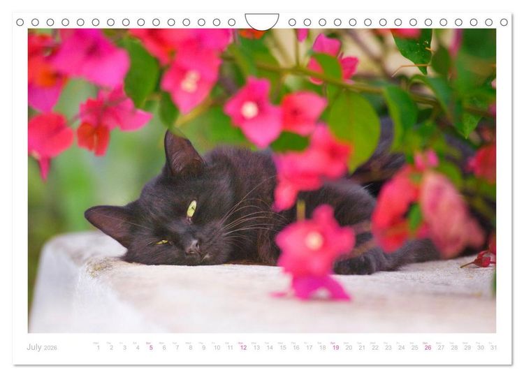 Produktbild: Cats of the Greek Islands (Wall Calendar 2026 DIN A4 landscape), CALVENDO 12 Month Wall Calendar