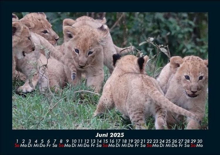Produktbild: Tiere in der Wildnis 2025 Fotokalender DIN A5