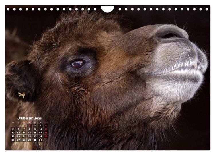 Produktbild: Kamele (Wandkalender 2026 DIN A4 quer), CALVENDO Monatskalender