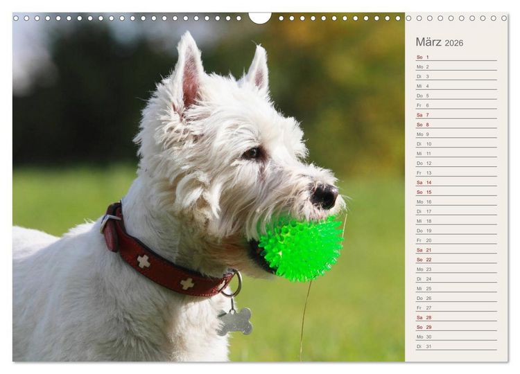 Produktbild: West Highland White Terrier - Selbstbewustes Powerpaket - der Westie (Wandkalender 2026 DIN A3 quer), CALVENDO Monatskalender