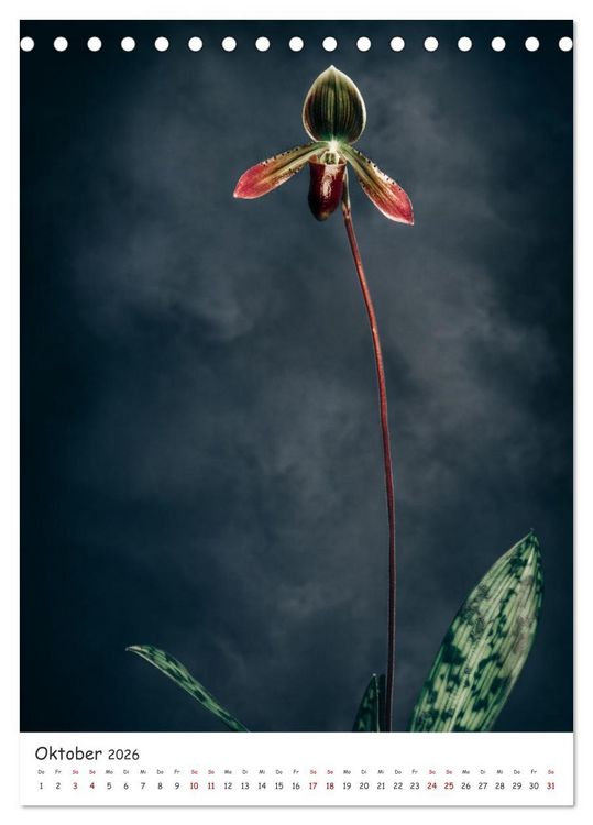 Produktbild: Orchideen Zauber (Tischkalender 2026 DIN A5 hoch), CALVENDO Monatskalender