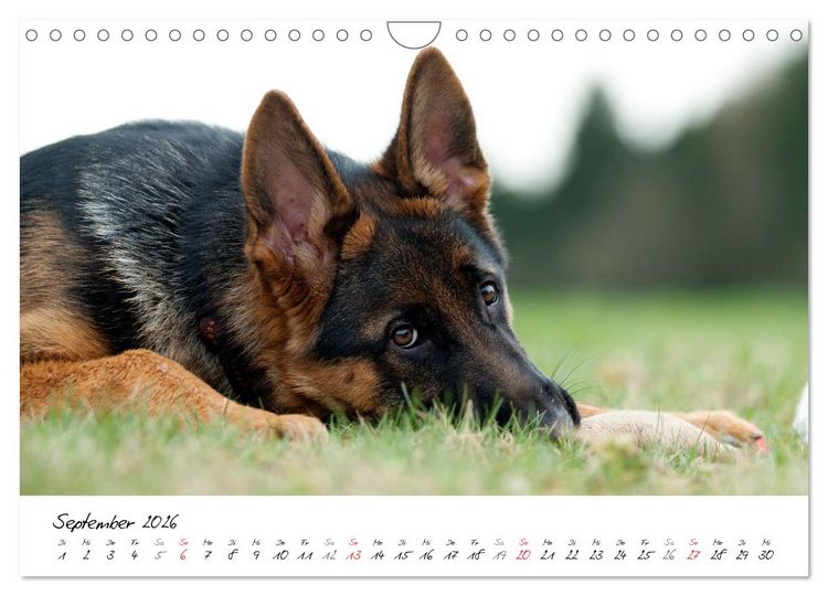 Produktbild: Junge Deutsche Sch&auml;ferhunde (Wandkalender 2026 DIN A4 quer), CALVENDO Monatskalender