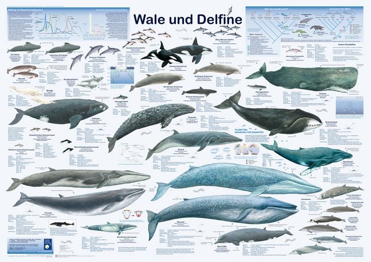 Produktbild: Wale und Delfine