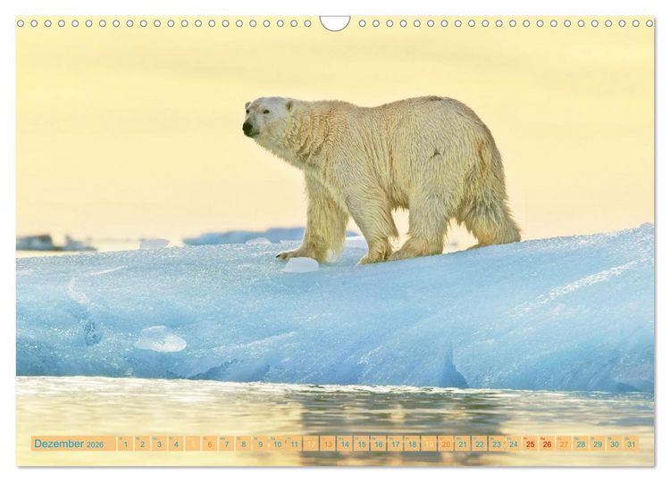 Produktbild: Eisb&auml;ren: Lebensk&uuml;nstler im Eis (Wandkalender 2026 DIN A3 quer), CALVENDO Monatskalender