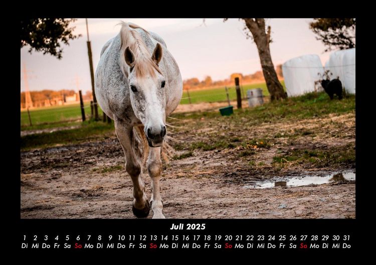 Produktbild: Tiere in der Wildnis 2025 Fotokalender DIN A3