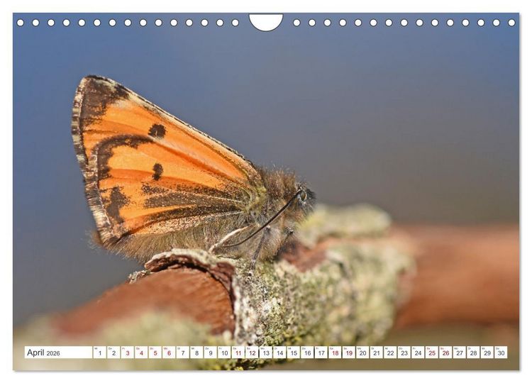Produktbild: Nachtfalter - heimlich unterwegs, aber unheimlich sch&ouml;n (Wandkalender 2026 DIN A4 quer), CALVENDO Monatskalender