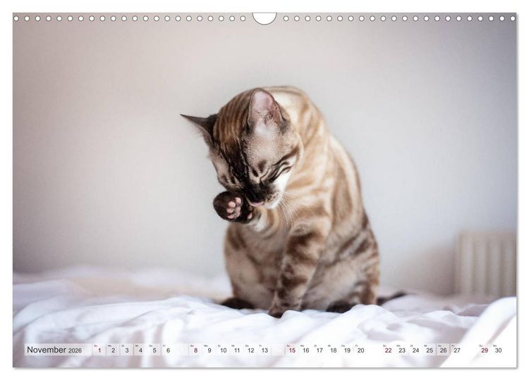 Produktbild: Wildes Wohnzimmer - Die Bengalkatze (Wandkalender 2026 DIN A3 quer), CALVENDO Monatskalender