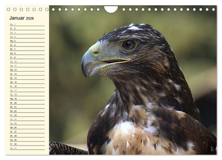 Produktbild: Greifv&ouml;gel (Wandkalender 2026 DIN A4 quer), CALVENDO Monatskalender