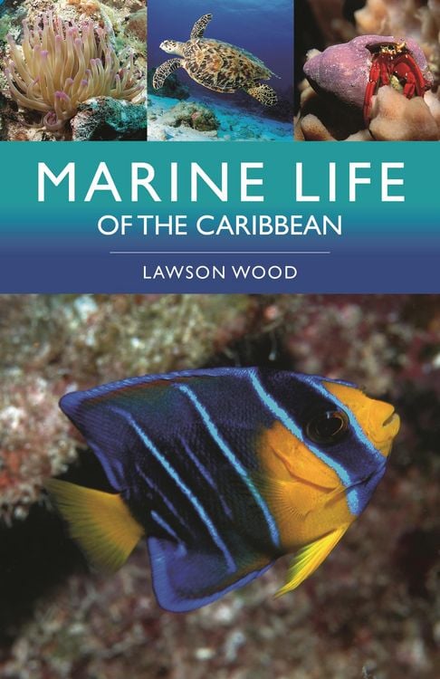 Produktbild: Marine Life of the Caribbean