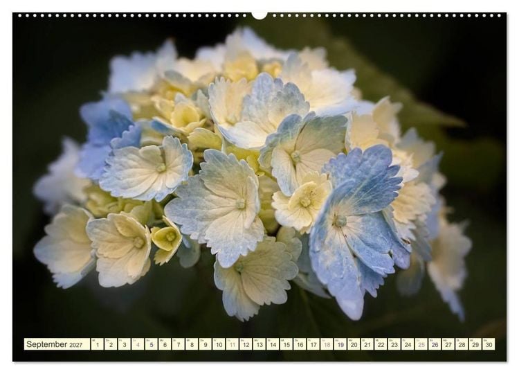 Produktbild: Hortensientr&auml;ume (Wandkalender 2027 DIN A2 quer), CALVENDO Monatskalender