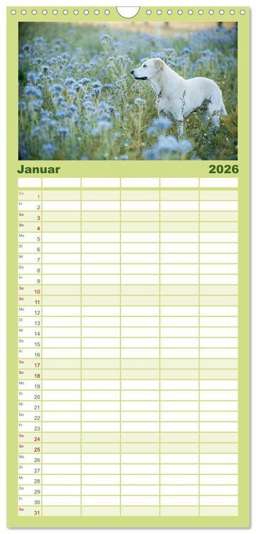 Produktbild: Familienplaner 2026 - Faszination Labrador - gelb, foxred, schwarz mit 5 Spalten (Wandkalender, 21 x 45 cm) CALVENDO