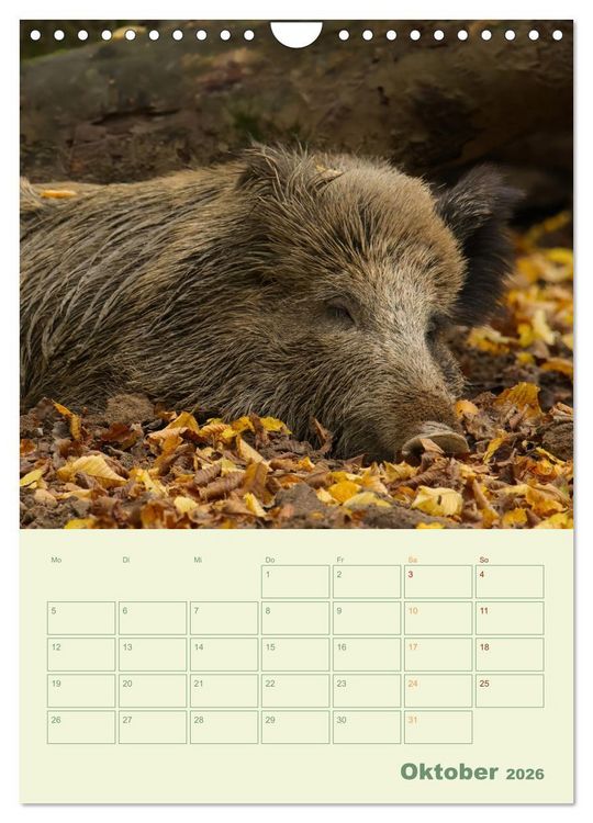 Produktbild: Waldmomente (Wandkalender 2026 DIN A4 hoch), CALVENDO Monatskalender