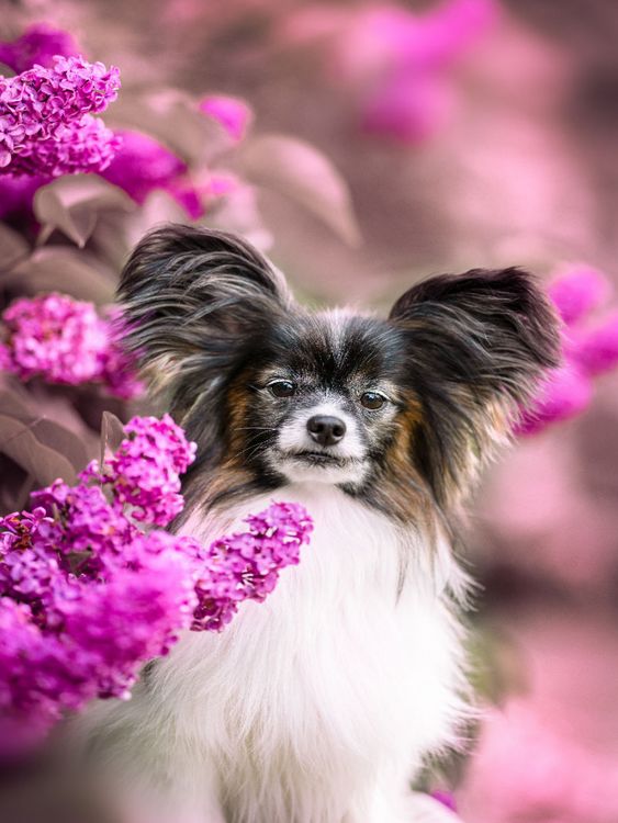 Produktbild: CALVENDO Puzzle Leo, der Papillon 1000 Teile Lege-Gr&ouml;&szlig;e 480 x 640 cm Foto-Puzzle Bild von None boegau-fotos