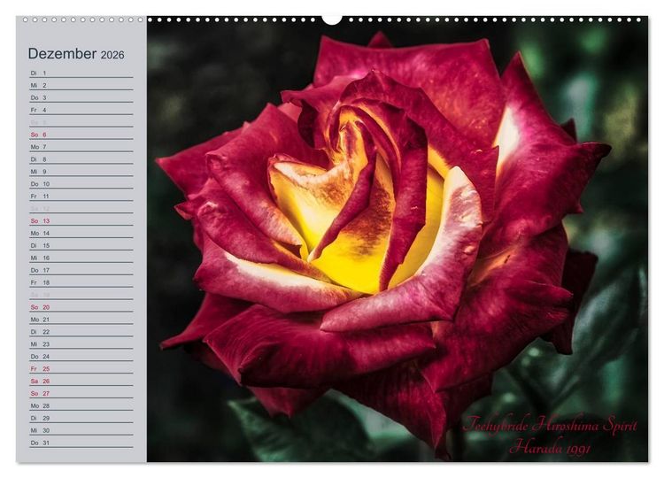 Produktbild: Kurf&uuml;rstliche Rosen Eltville am Rhein (Wandkalender 2026 DIN A2 quer), CALVENDO Monatskalender