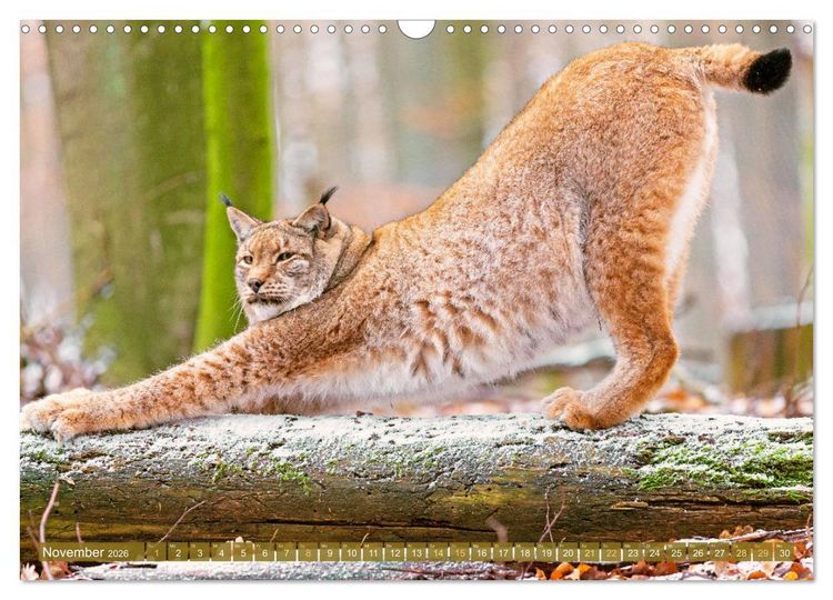 Produktbild: Dem Luchs auf der Spur (Wandkalender 2026 DIN A3 quer), CALVENDO Monatskalender