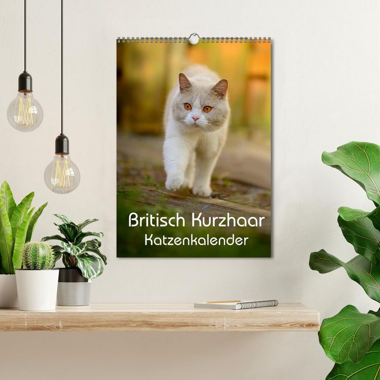 Produktbild: Britisch Kurzhaar Katzenkalender (Wandkalender 2026 DIN A3 hoch), CALVENDO Monatskalender