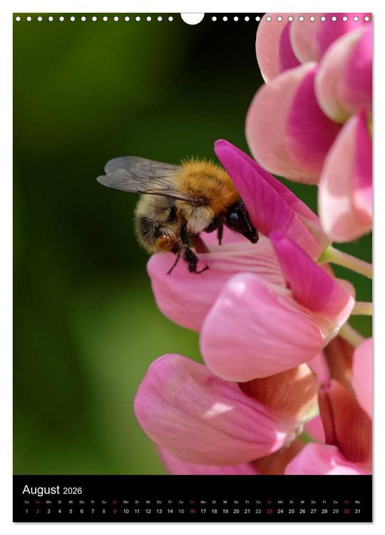 Produktbild: Bienen und Hummeln (Wandkalender 2026 DIN A3 hoch), CALVENDO Monatskalender
