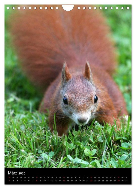Produktbild: Eichh&ouml;rnchen (Wandkalender 2026 DIN A4 hoch), CALVENDO Monatskalender
