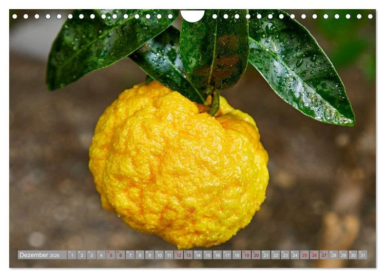 Produktbild: Bio Zitrus Garten (Wandkalender 2026 DIN A4 quer), CALVENDO Monatskalender